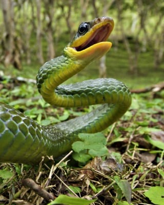 Green Tropical Rainforest Snake