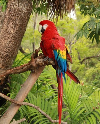 Tropical Rainforest Tree with Macaw