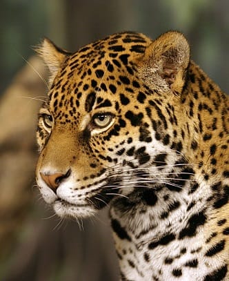 -Jaguar in the Amazon