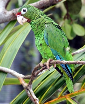 Puerto Rico Endangered Parrot