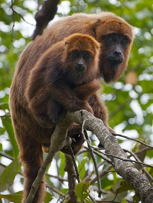 Howler Monkeys in Rainforest
