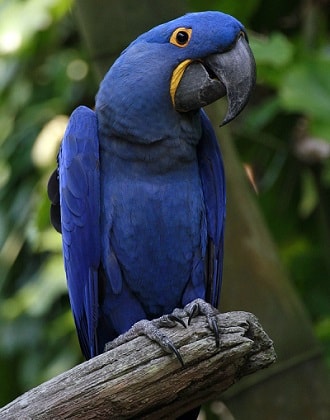 Amazon Hyacinth Macaw