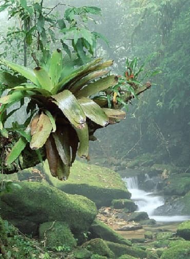 Tropical Rainforest Stream