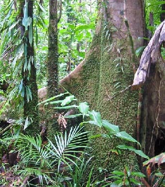 TROPICAL RAINFOREST FLOOR LAYER FACTS