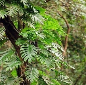 Plants in the Tropical Rainforest