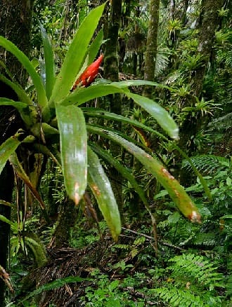 Tropical Rainforest Understory